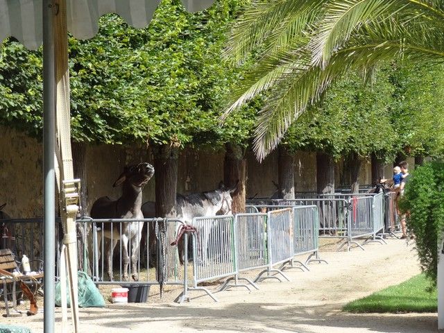 fete ane 2018 (13).JPG